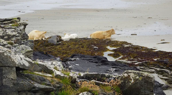 Irland Ist Voll Von Wunderschönen Landschaften Wohin Man Auch Schaut — Stockfoto