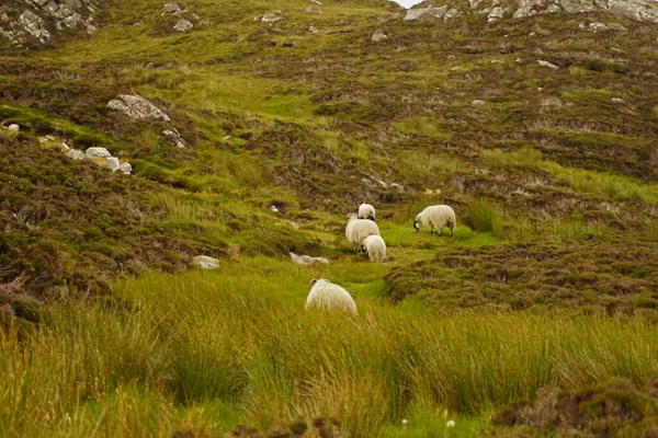 Los Acantilados Slieve League Oeste Del Condado Irlandés Donegal Océano — Foto de Stock