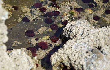 Vahşi Atlantik Yolu, St. John 's Point' in dar yarımadasını geçiyor. Yarımadanın güney ucunda, aslında St. John 's Point' te, yol tipik bir İrlanda manzarasına çıkar. McSwyne Körfezi ve Adja 'nın en iyi manzarası her zaman oradadır.
