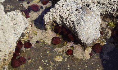 Vahşi Atlantik Yolu, St. John 's Point' in dar yarımadasını geçiyor. Yarımadanın güney ucunda, aslında St. John 's Point' te, yol tipik bir İrlanda manzarasına çıkar. McSwyne Körfezi ve Adja 'nın en iyi manzarası her zaman oradadır.