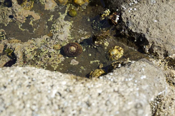 Ruta Costera Del Atlántico Pasa Por Estrecha Península John Point — Foto de Stock