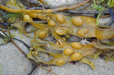 Keem Sahili, Keem Körfezi 'nde, adanın en batı ucunda, gözlerden uzak, güzel bir körfez..