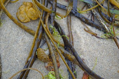 Keem Sahili, Keem Körfezi 'nde, adanın en batı ucunda, gözlerden uzak, güzel bir körfez..