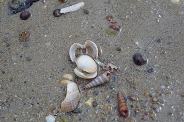 Elly Beach, Bal 'ın 9 km güneyinde, Erris, Mayo' da Mhuirthead 'de yer alan güzel bir kumsaldır..