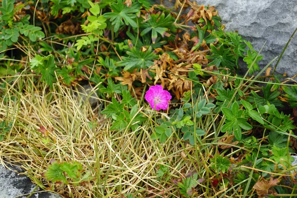 Caminhe Até Burren Cliffs Moher Geopark — Fotografia de Stock