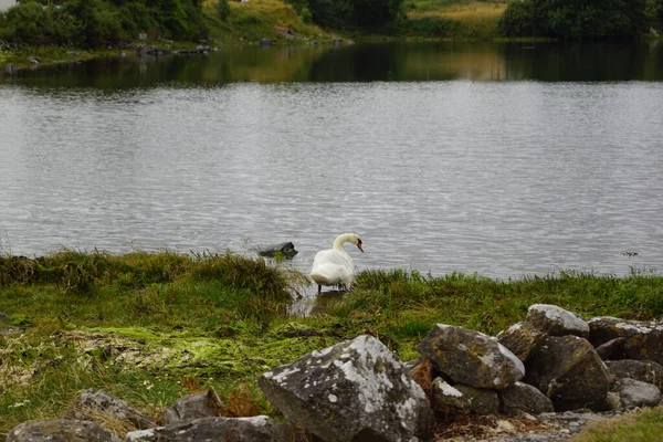 Wild Atlantic Way Cisne Castelo Dunguaire Dunguaire Castle Fica Perto — Fotografia de Stock