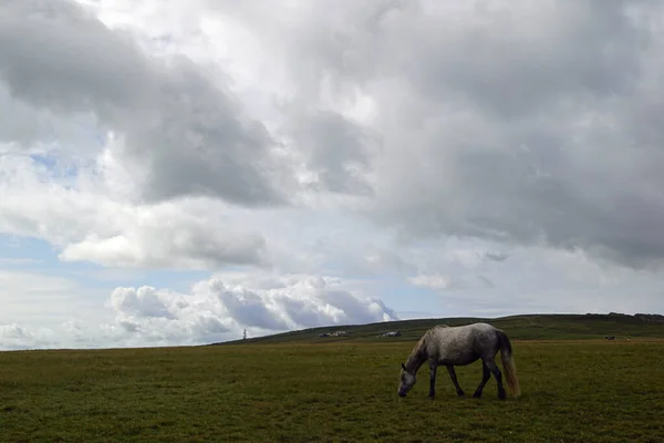 Caminhada Kilkee Cliff Passeio Panorâmico Horas Loop Moderado Longo Das — Fotografia de Stock