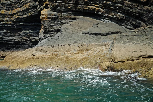 Pobřeží Dolphin Tour Carrigaholt Clare Irsko — Stock fotografie