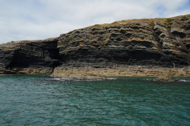 Kıyı - Yunus turu, Carrigaholt, co clare, İrlanda