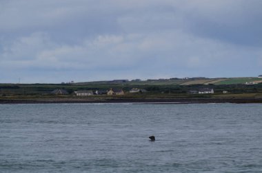 Kıyı - Yunus turu, Carrigaholt, co clare, İrlanda