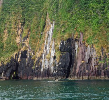 Dingle Körfezi 'nde yunus gezisi, Dingle Yarımadası, Co.