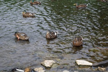 Ross Kalesi 'nde kuğular ve ördekler. Ross Castle İrlanda 'da bir kale. Killarney yakınlarında, Killarney Ulusal Parkı 'ndaki üç gölden en büyüğü olan Lough Leane' in doğu kıyısındaki bir yarımadada yer almaktadır.