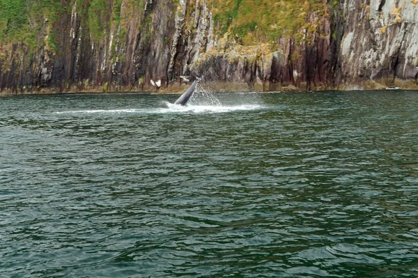 Поездка Дельфина Дингл Бей Дингл Пенс Керри Ирландия — стоковое фото