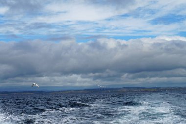 İrlanda sularında her yıl sayısız balina ve yunus türü havlıyor. Şimdiye kadar İrlanda açıklarında 24 deniz memelisi türü tespit edildi..