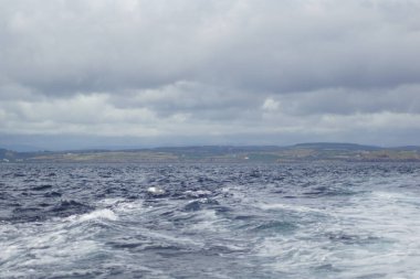 İrlanda sularında her yıl sayısız balina ve yunus türü havlıyor. Şimdiye kadar İrlanda açıklarında 24 deniz memelisi türü tespit edildi..