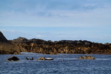 Foklar için bir cennet. Myross Adası, İrlanda 'nın güneyinde, Kelt Denizi' nde yer almaktadır. Kelt Denizi, İrlanda 'nın güney kıyısı, Galler' in güneybatı kıyısı ve Devon 'un kuzey kıyıları arasında Atlantik Okyanusu' nun bir bölgesidir. 