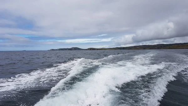 İrlanda sularında her yıl sayısız balina ve yunus türü havlıyor. Şimdiye kadar İrlanda açıklarında 24 deniz memelisi türü tespit edildi..