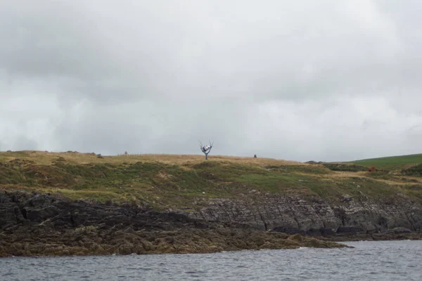 Nelle Acque Irlandesi Ogni Anno Cavalcano Numerose Specie Balene Delfini — Foto Stock