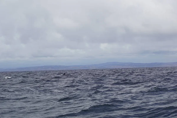 Las Aguas Irlandesas Cada Año Numerosas Especies Ballenas Delfines Cavort — Foto de Stock