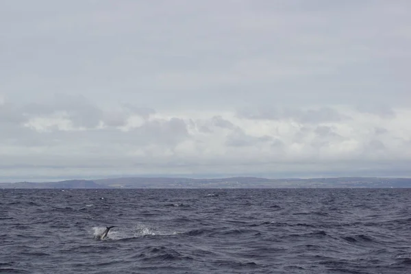 Las Aguas Irlandesas Cada Año Numerosas Especies Ballenas Delfines Cavort —  Fotos de Stock