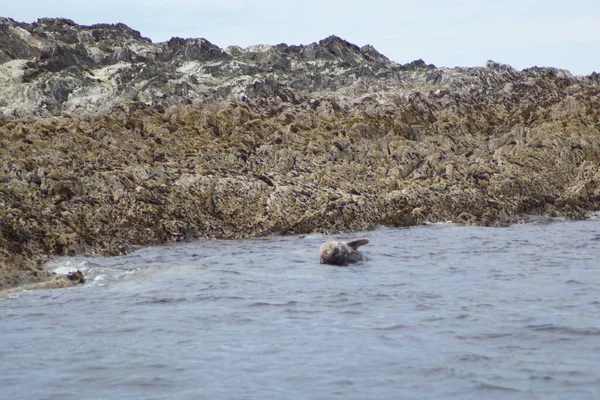 Paradise Seals Myross Island 아일랜드 섬이다 Celtic Sea 아일랜드 남해안 — 스톡 사진