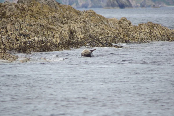 Ein Paradies Für Seehunde Myross Island Liegt Süden Irlands Der — Stockfoto