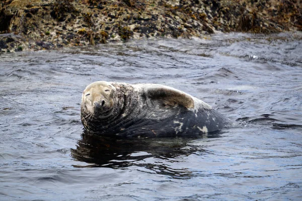 Ein Paradies Für Seehunde Myross Island Liegt Süden Irlands Der — Stockfoto