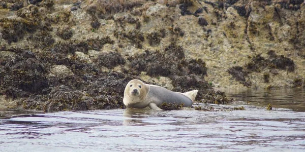 Ein Paradies Für Seehunde Myross Island Liegt Süden Irlands Der — Stockfoto