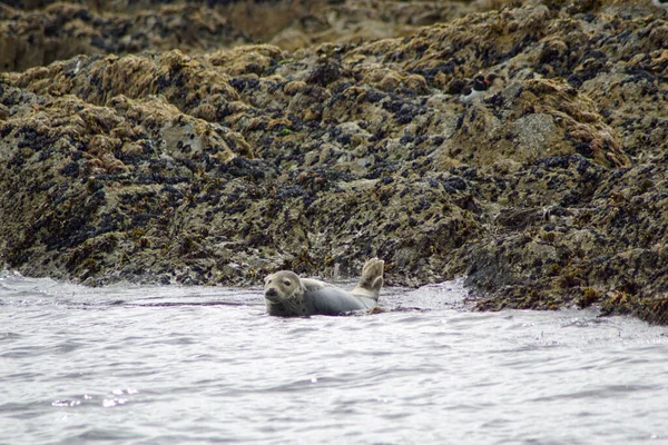 Ein Paradies Für Seehunde Myross Island Liegt Süden Irlands Der — Stockfoto