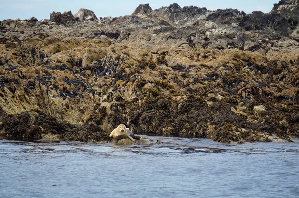 Ein Paradies Für Seehunde Myross Island Liegt Süden Irlands Der — Stockfoto