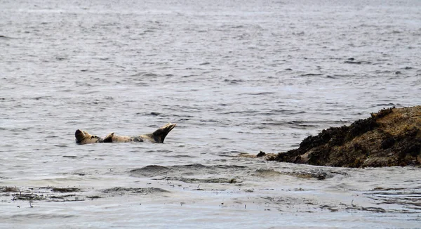 Ein Paradies Für Seehunde Myross Island Liegt Süden Irlands Der — Stockfoto