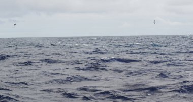 İrlanda sularında her yıl sayısız balina ve yunus türü havlıyor. Şimdiye kadar İrlanda açıklarında 24 deniz memelisi türü tespit edildi..