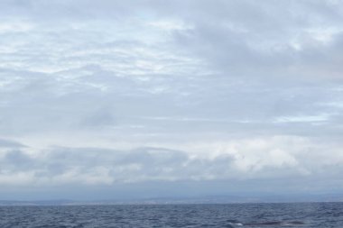 İrlanda sularında her yıl sayısız balina ve yunus türü havlıyor. Şimdiye kadar İrlanda açıklarında 24 deniz memelisi türü tespit edildi..