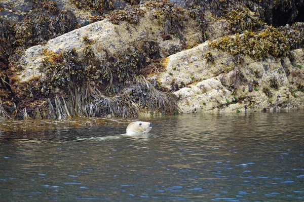Paradise Seals Myross Island Located South Ireland Celtic Sea Celtic — Stock Photo, Image