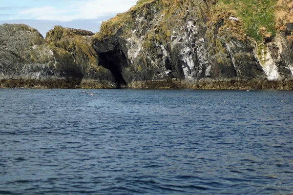 Ein Paradies Für Seehunde Myross Island Liegt Süden Irlands Der — Stockfoto