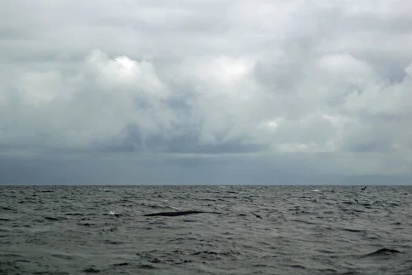 Vizeken Minden Évben Számos Bálna Delfin Faj Üti Egymást Eddig — Stock Fotó