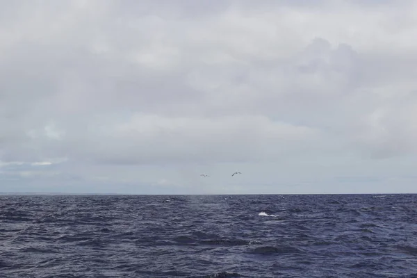 Rlanda Sularında Her Yıl Sayısız Balina Yunus Türü Havlıyor Şimdiye — Stok fotoğraf