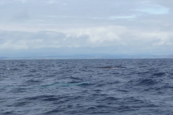 Irských Vodách Každoročně Vyskytují Četné Druhy Velryb Delfínů Zatím Bylo — Stock fotografie