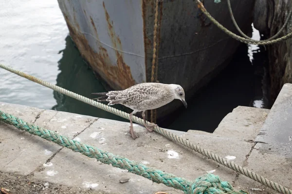 バルブリガン港の海鳥 — ストック写真