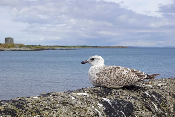 Aves Marinhas Porto Balbriggan — Fotografia de Stock