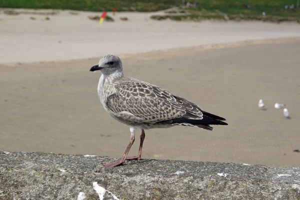 Oiseaux Mer Port Balbriggan — Photo