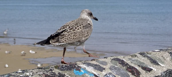 Seabirds Harbour Balbriggan — Stock Photo, Image