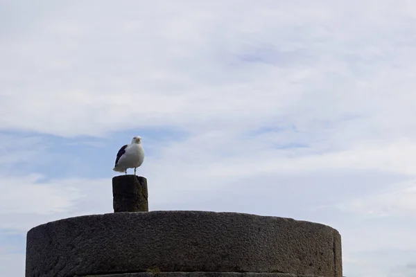 Seabird Old Howth Harbour Lighthouse Pier Faro Guarda Entrada Puerto —  Fotos de Stock