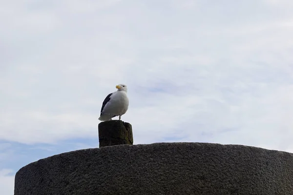 Seabird Old Howth Harbour Lighthouse Pier Маяк Охороняє Вхід Порту — стокове фото