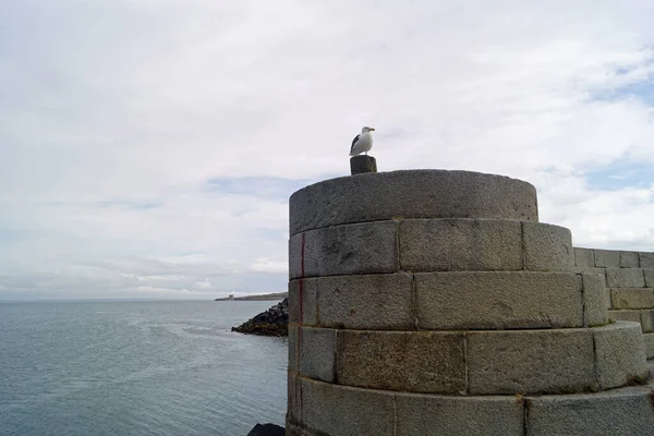Seabird Old Howth Harbour Lighthouse Pier Lighthouse Guards Entrance Port — Stock Photo, Image