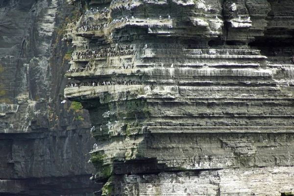 Wild Atlantic Way Boat Trip Cliffs Moher Cliffs Moher Best — Stock Photo, Image