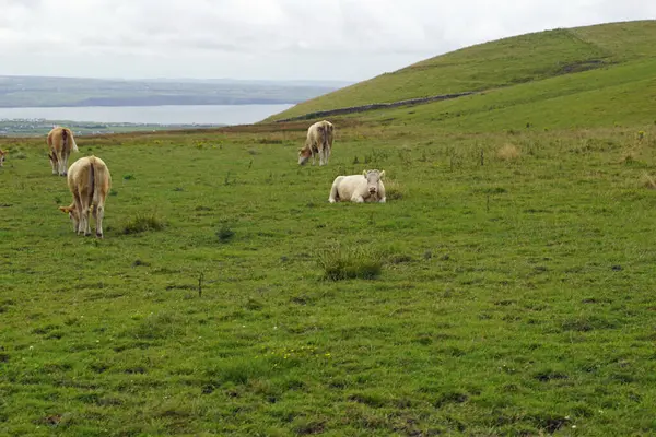 Los Acantilados Moher Son Los Acantilados Más Conocidos Irlanda Encuentran — Foto de Stock