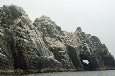Skellig adalarında martılar ve diğer deniz kuşları