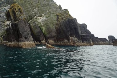 Küçük Skellig - Dünyanın ikinci büyük sümsük kuşu kolonisi