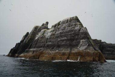 Küçük Skellig - Dünyanın ikinci büyük sümsük kuşu kolonisi